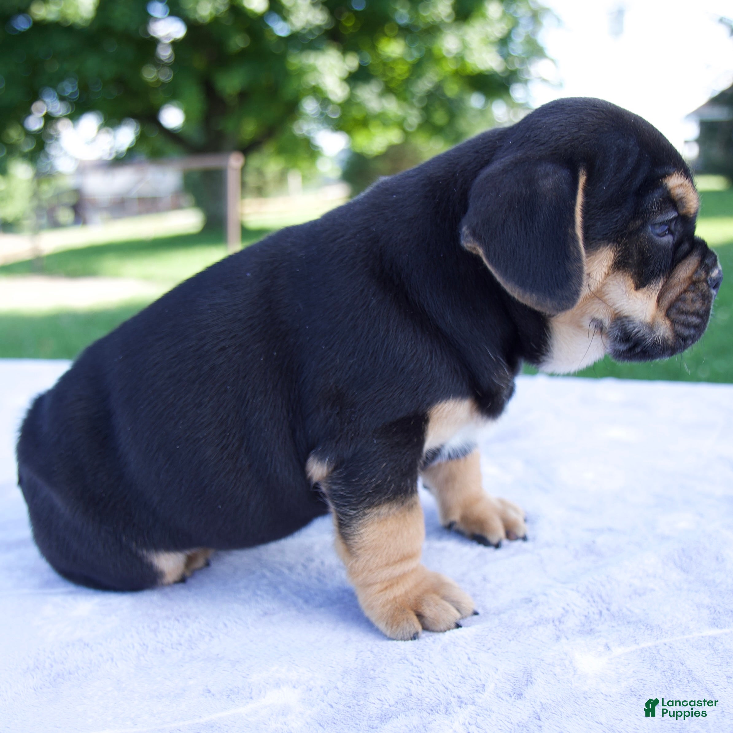 Beabull dogs Hank - Ad 2