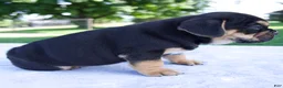Beabull dogs for sale: Hank - Ad 2