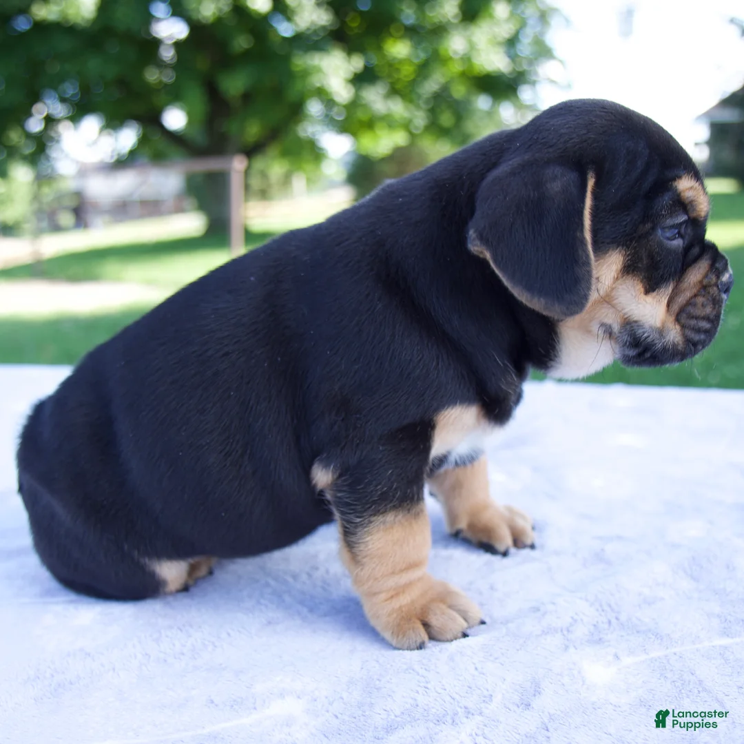 Beabull dogs for sale: Hank - Ad 2