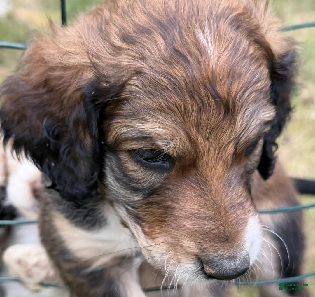 Aussiedoodle dogs for sale: Beary - Ad 1