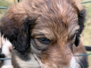 Aussiedoodle dogs Beary - Ad 14
