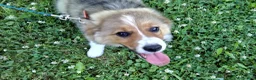 Australian Shepherd dogs for sale: Toby - Ad 4