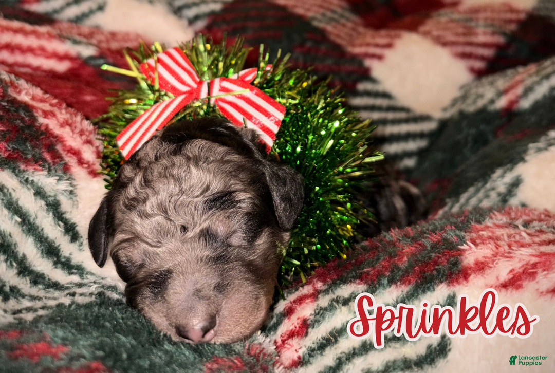 Standard Poodle dogs for sale: Sprinkles - Ad 8