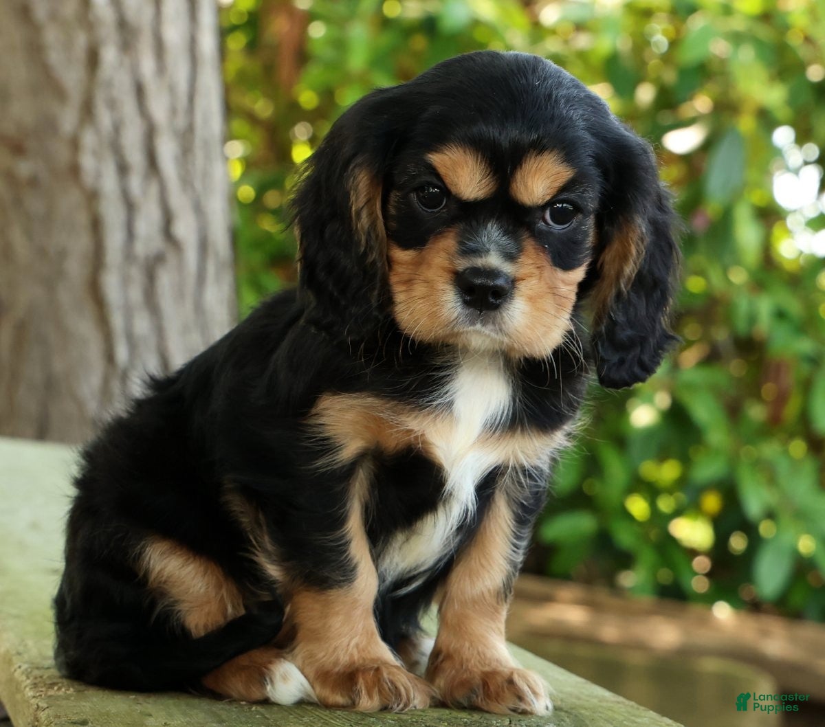 Cavalier King Charles Spaniel dogs for sale: Corey - Ad 3