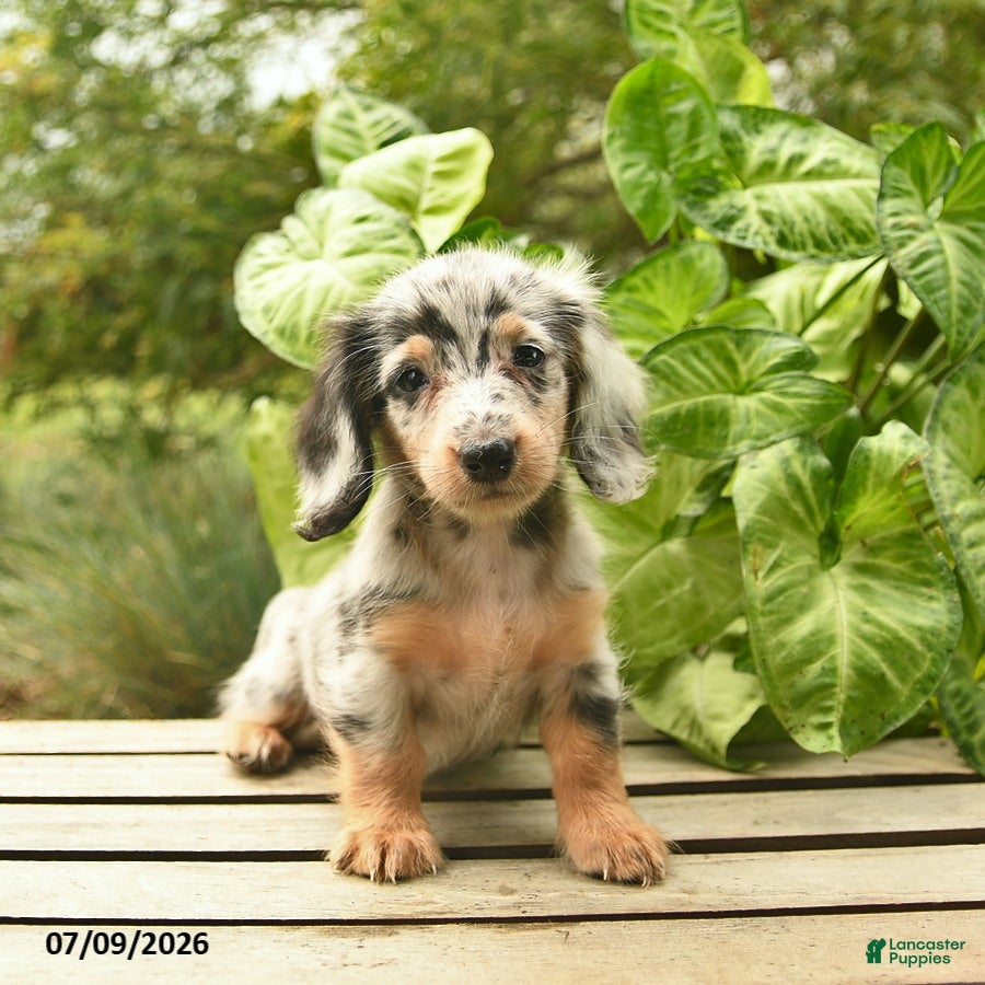 Miniature Dachshund dogs Muffin  - Ad 1