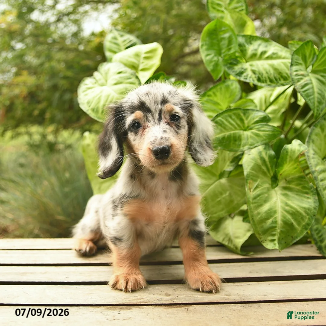 Miniature Dachshund dogs for sale: Muffin  - Ad 1