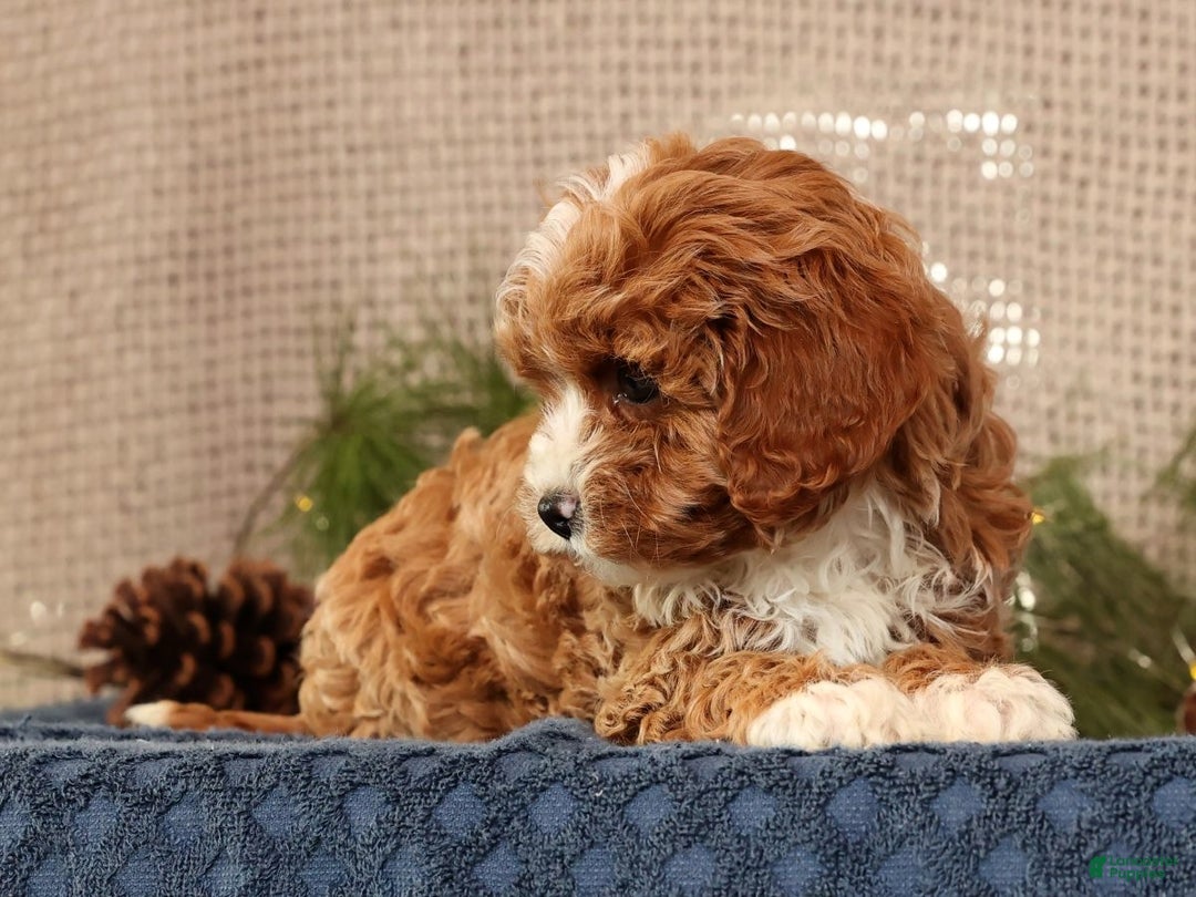 Cavapoo dogs for sale: Natalia - Ad 4