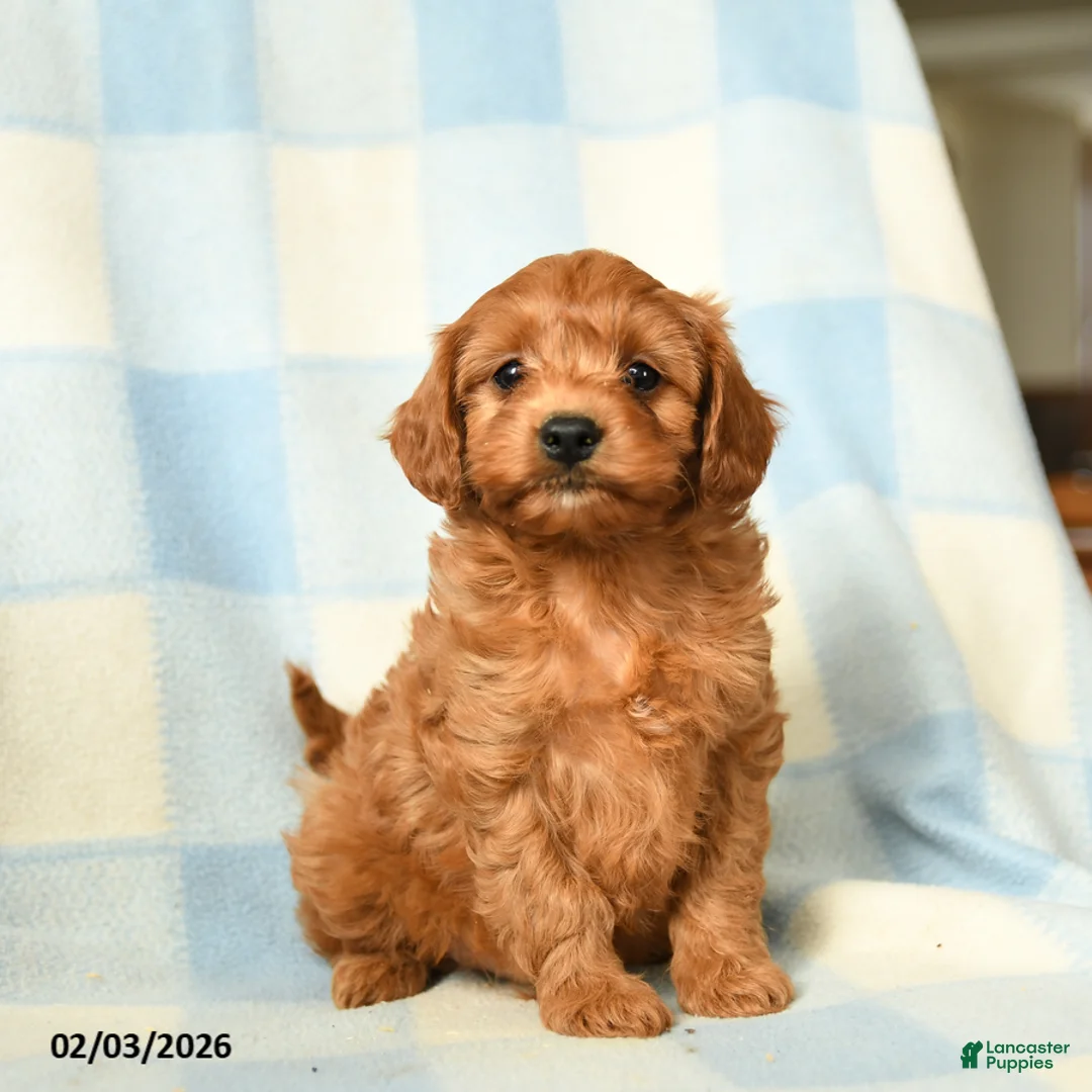 Cavapoo dogs for sale: Chaos - Ad 2