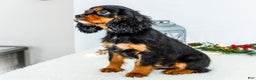 Cavalier King Charles Spaniel dogs for sale: Cocoa - Ad 4