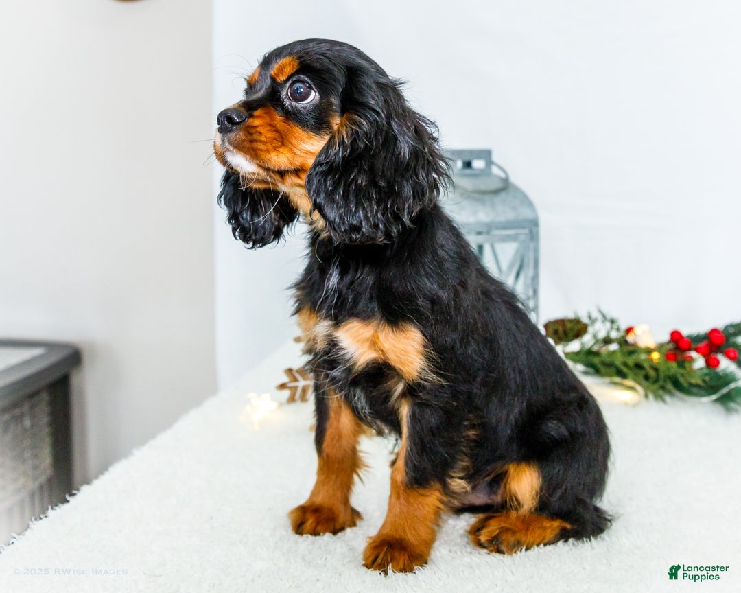 Cavalier King Charles Spaniel dogs for sale: Cocoa - Ad 4