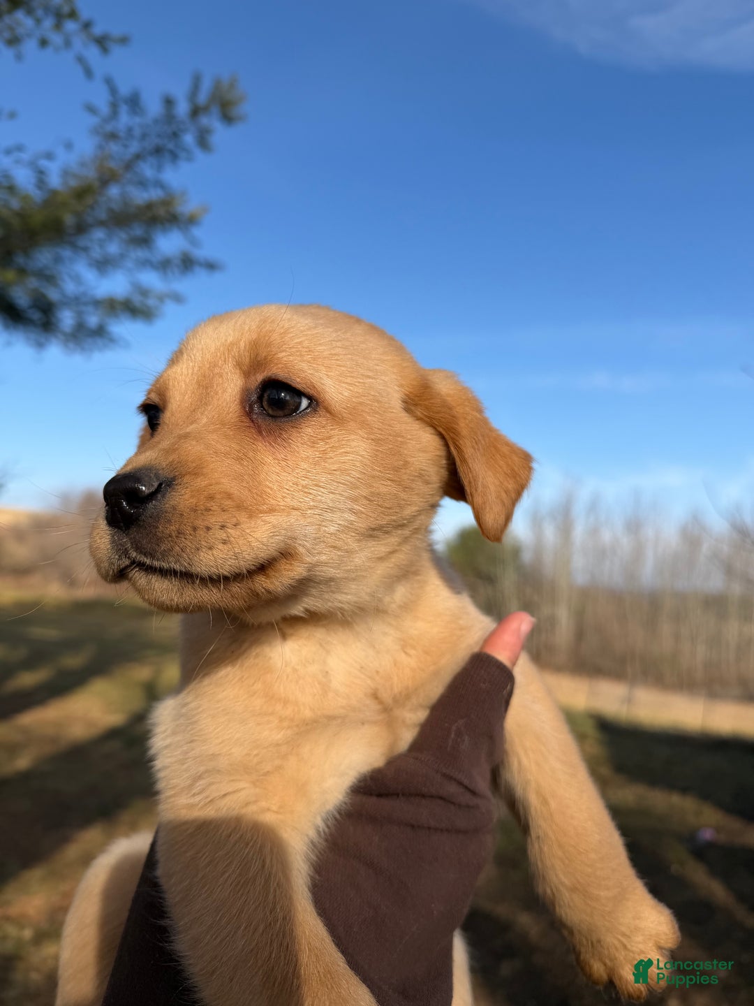 Labrador Retriever dogs for sale: Turbo - Ad 2