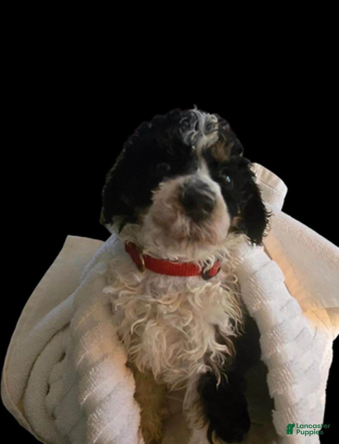 Standard Poodle dogs for sale: Red Collar parti-phantom - Ad 2