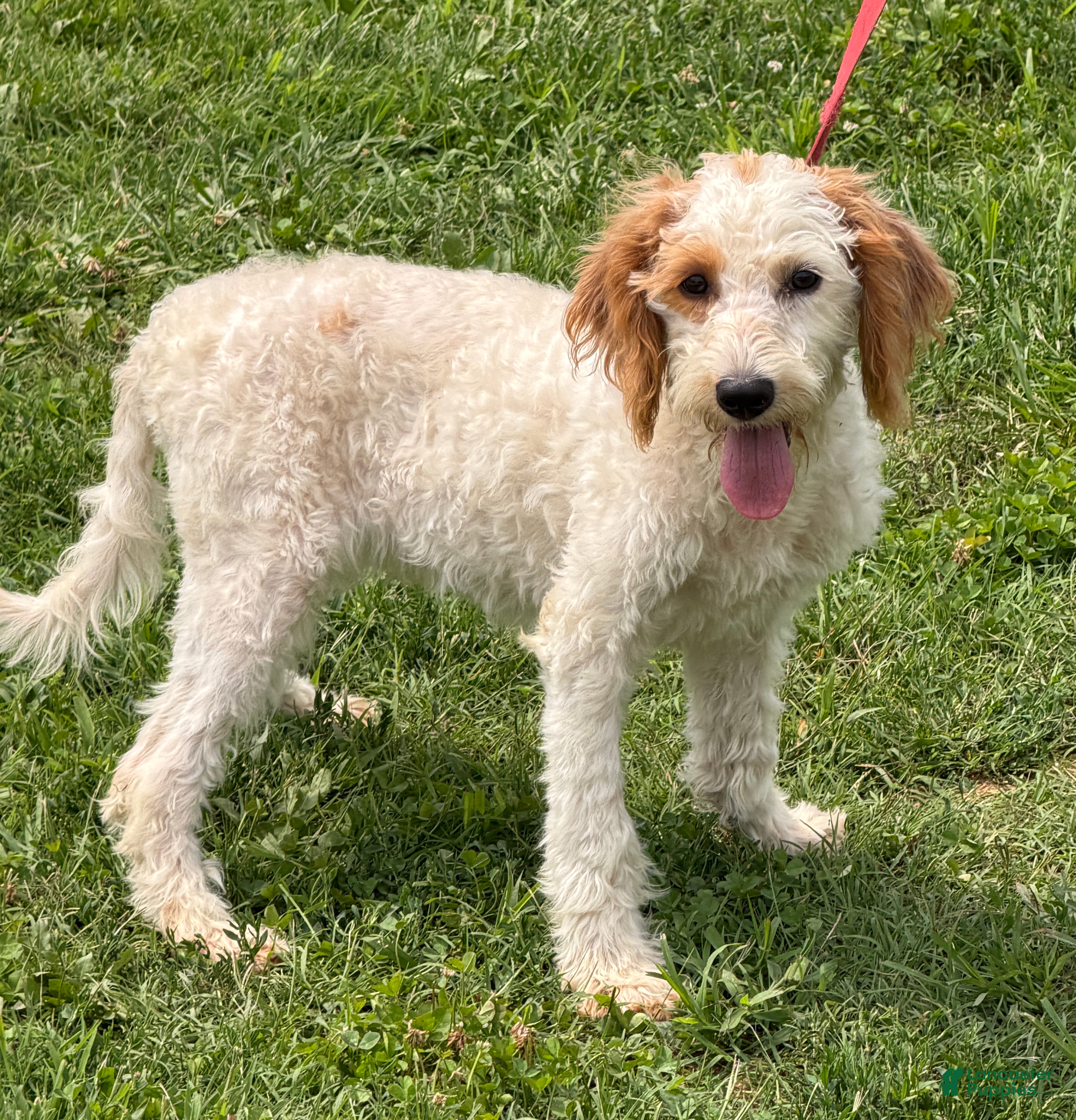 Labradoodle dogs Patty - Ad 1