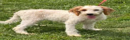 Labradoodle dogs for sale: Patty - Ad 1