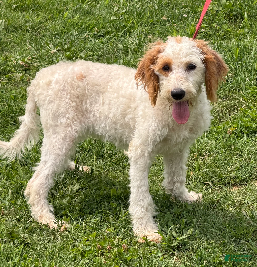 Labradoodle dogs for sale: Patty - Ad 1