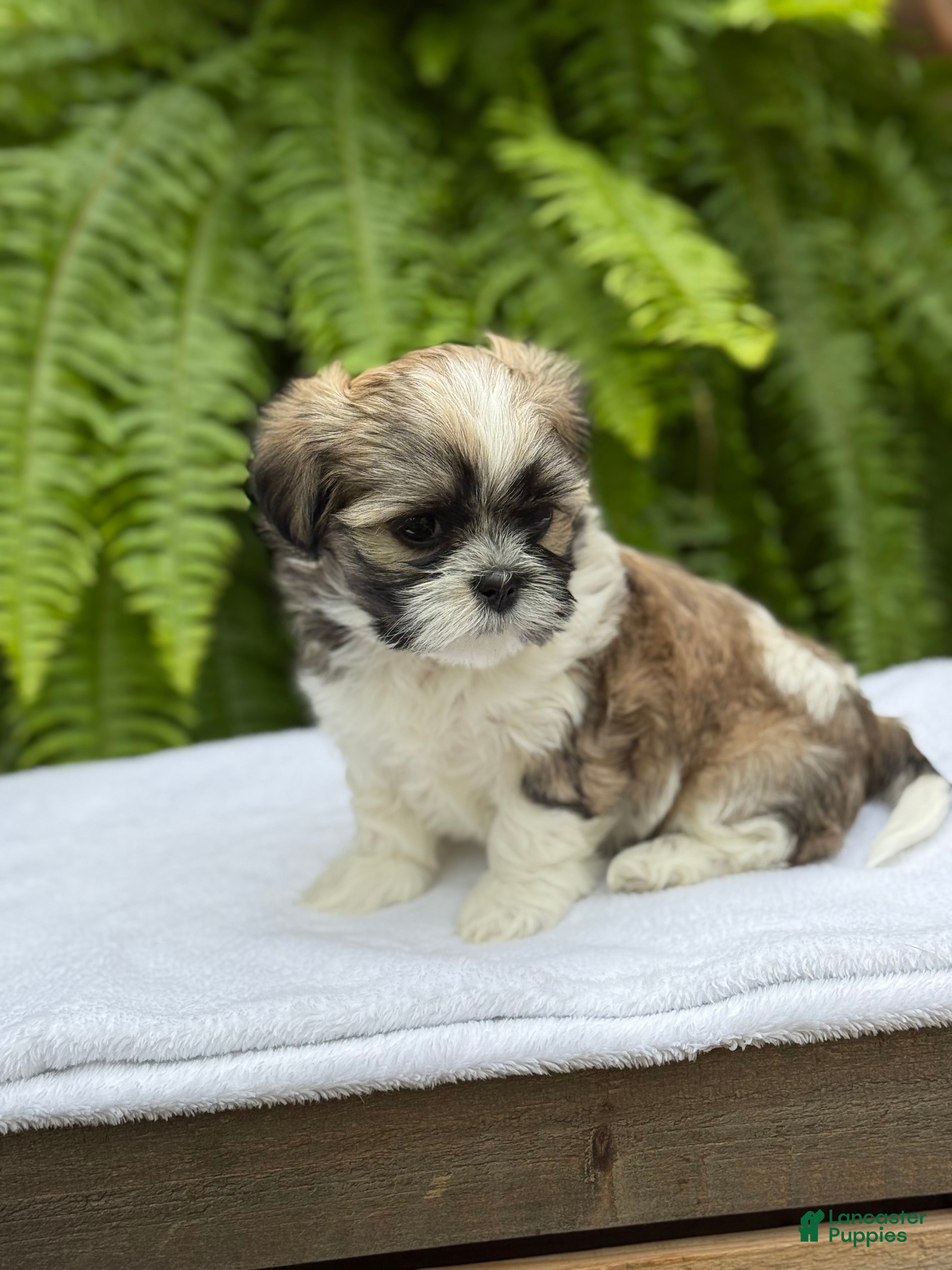 Teddy Bear dogs Pepsi  - Ad 2