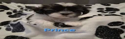 Shih Tzu dogs for sale: Prince - Ad 4