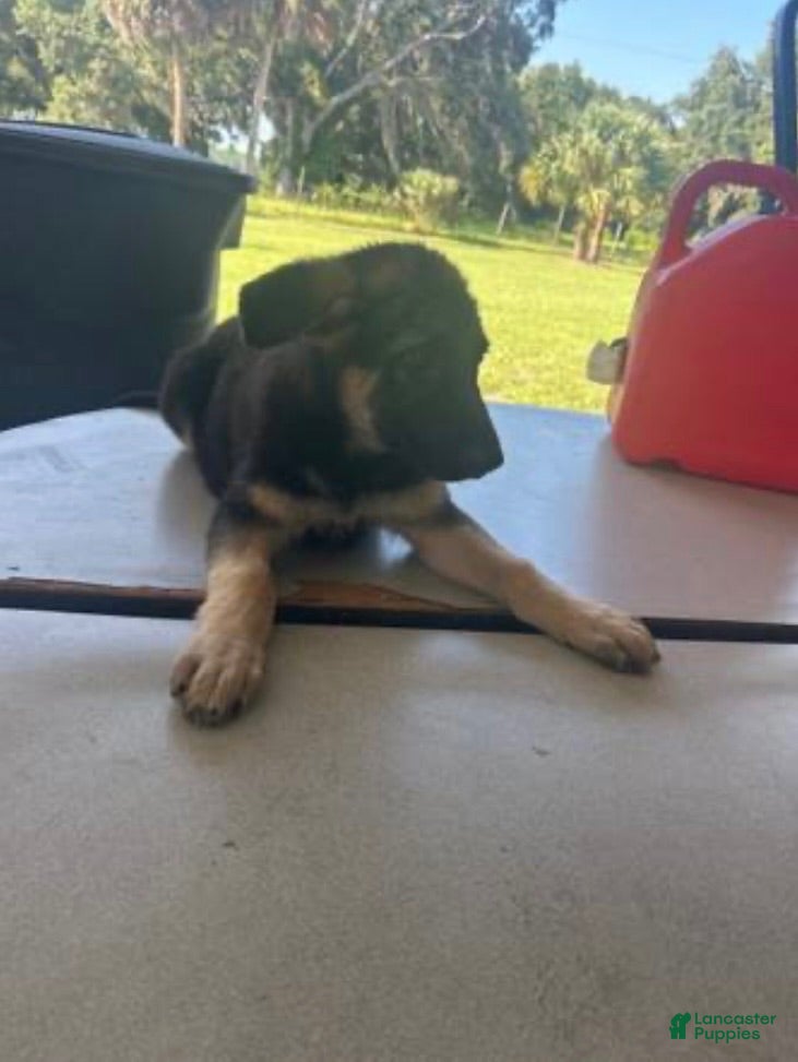 German Shepherd dogs German Shepherd 1 - Ad 28