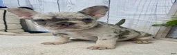 French Bulldog dogs for sale: Tilly - Ad 3