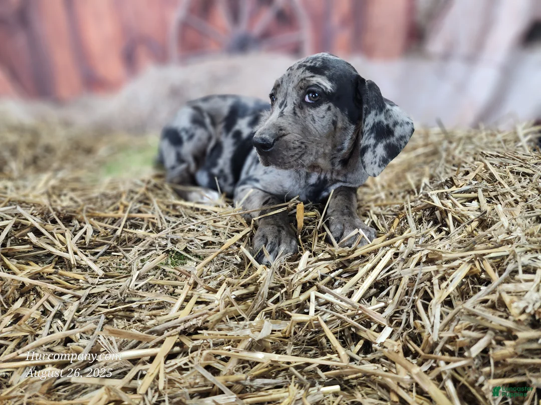Catahoula Leopard Dog dogs for sale: Angel 2025 Female 1 - Ad 29