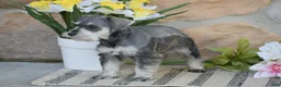 Miniature Schnauzer dogs for sale: Tanya - Ad 6