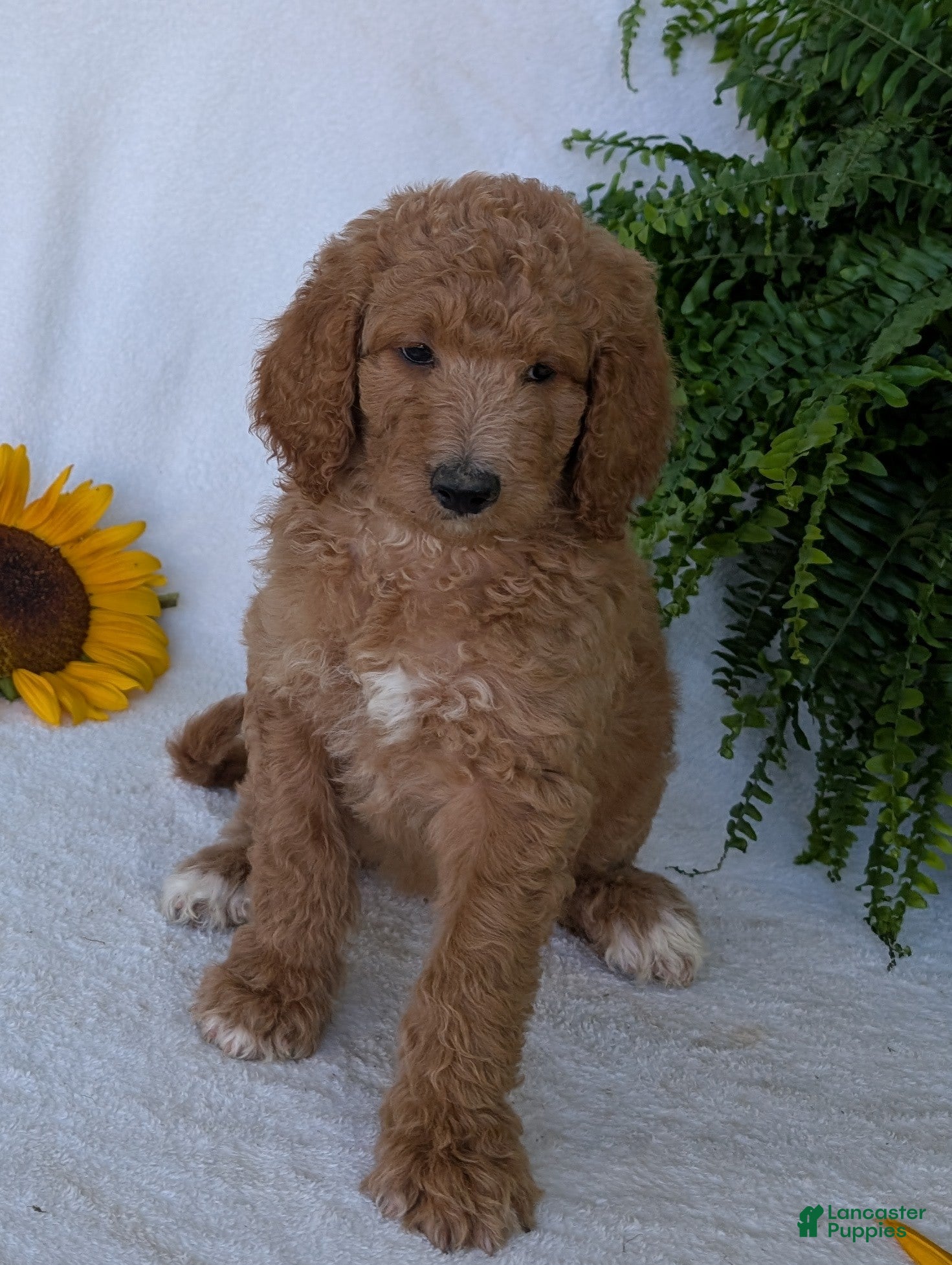 Goldendoodle dogs Annie  - Ad 1