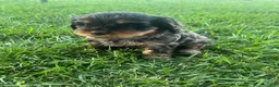Mixed Breed dogs for sale: Brown Munchkin Bernedoodle  - Ad 1