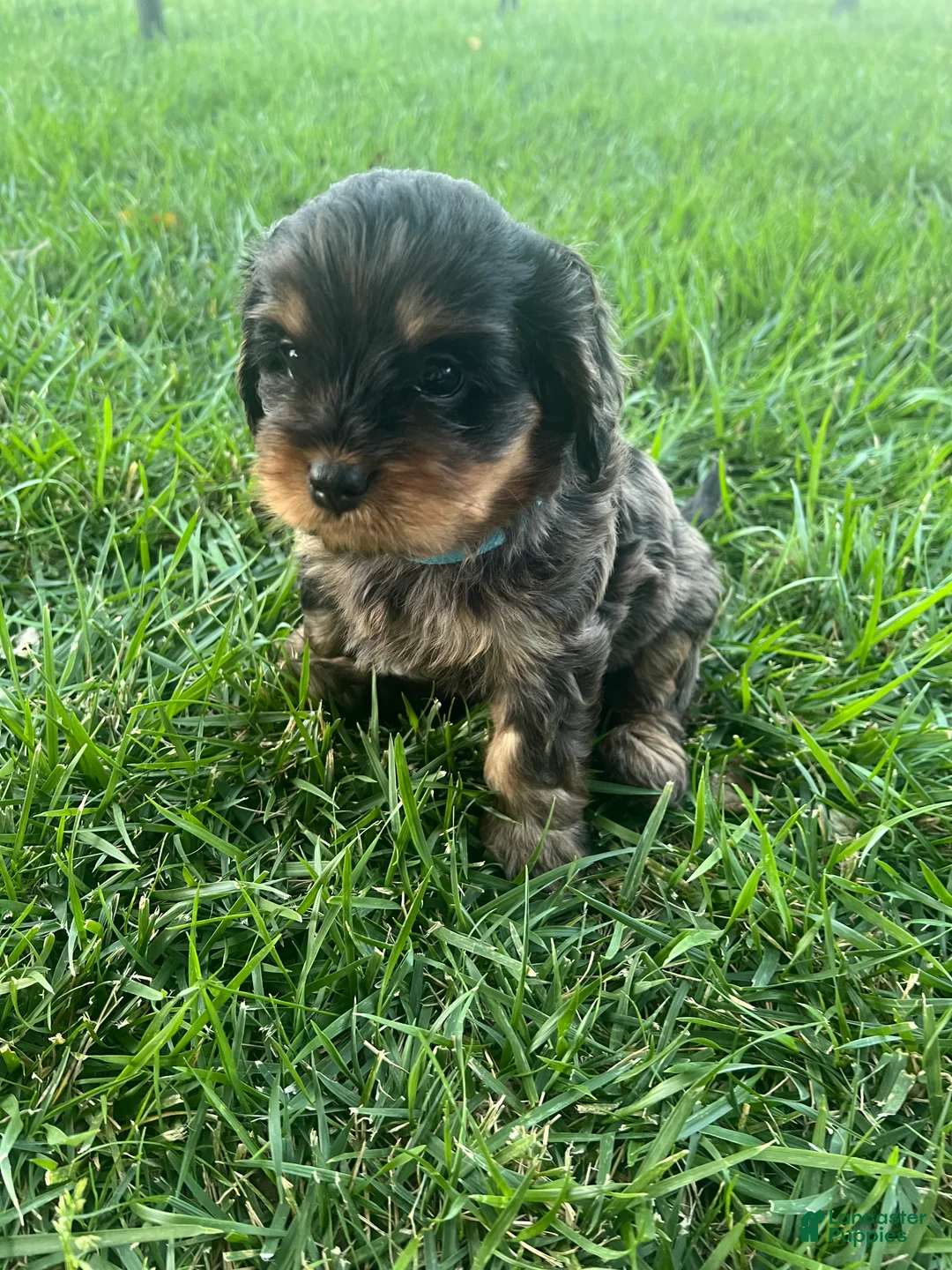 Mixed Breed dogs for sale: Brown Munchkin Bernedoodle  - Ad 1