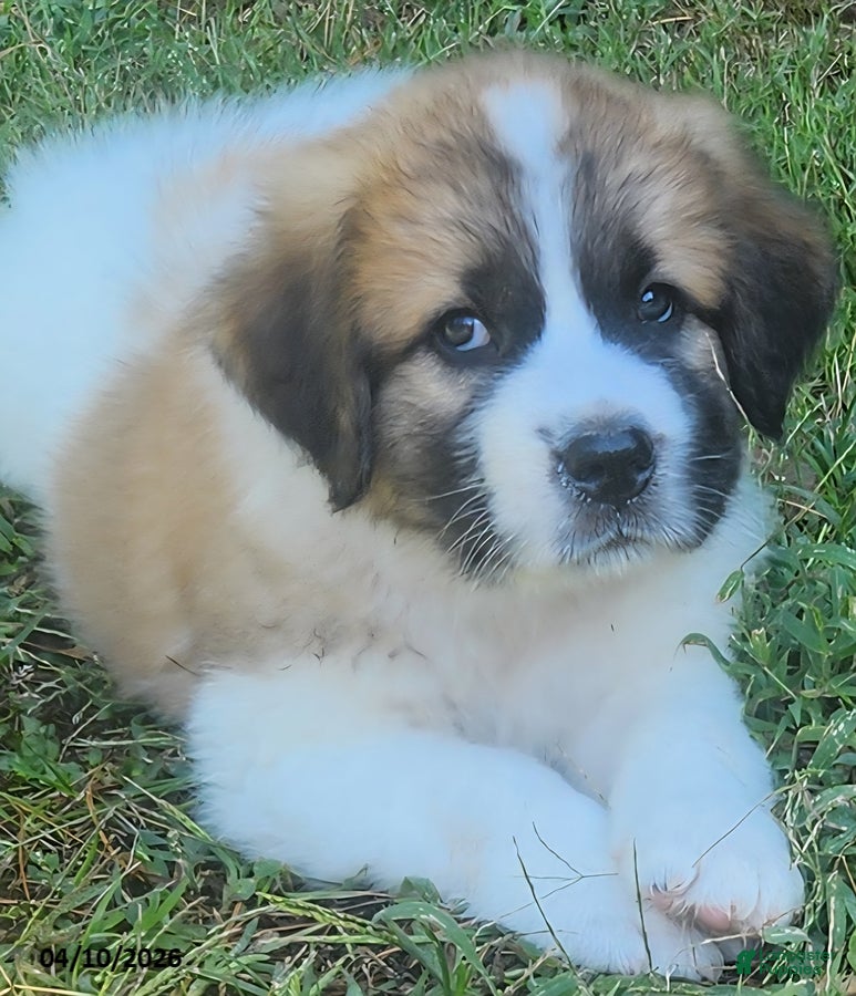 Mixed Breed dogs Doogen - Ad 1