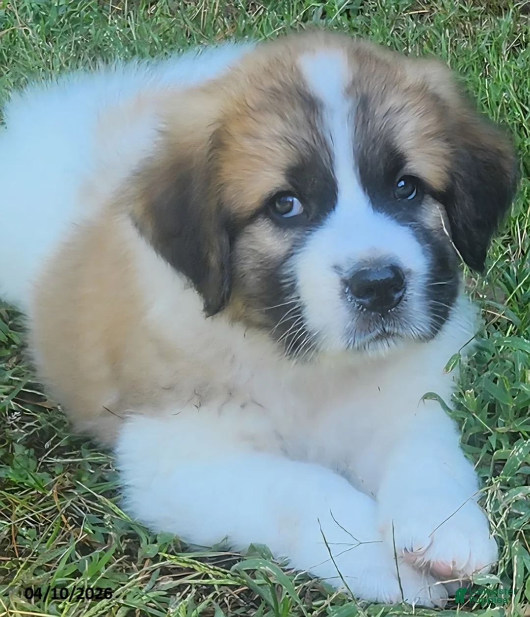 Mixed Breed dogs for sale: Doogen - Ad 1