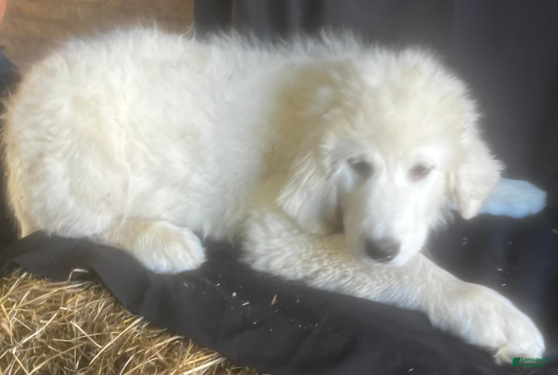 Great Pyrenees dogs for sale: Dutchess - Ad 2