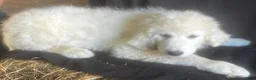 Great Pyrenees dogs for sale: Dutchess - Ad 2