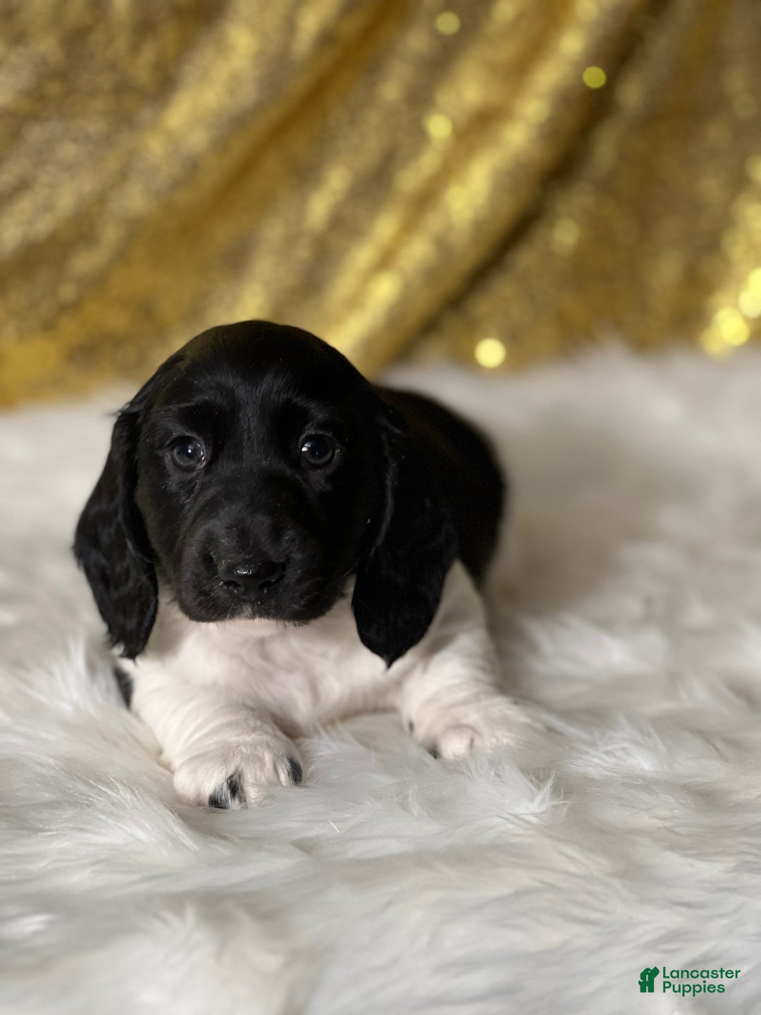 Dachshund dogs for sale: Theodore - Ad 2