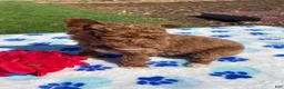Miniature Poodle dogs for sale: Henry - Ad 3