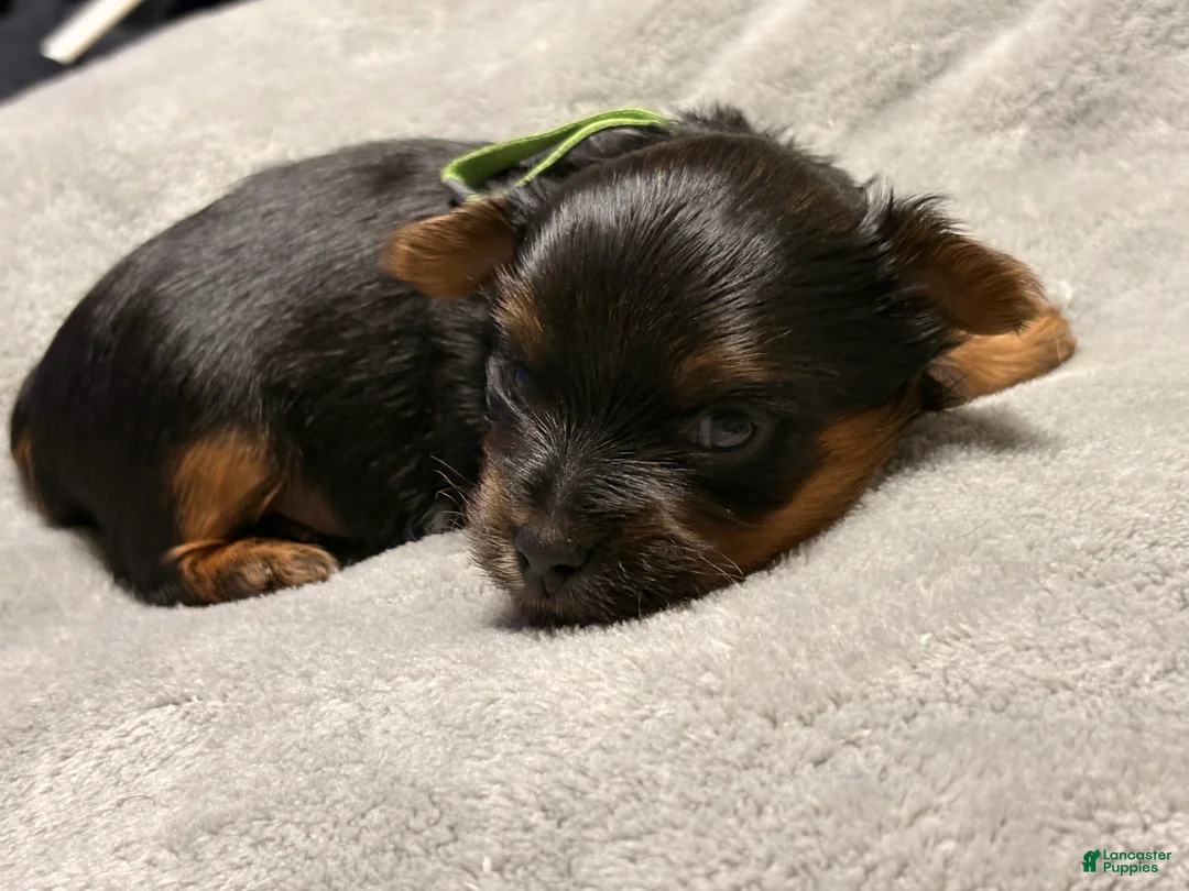 Yorkshire Terrier dogs for sale: Tiny Fabio - Ad 3
