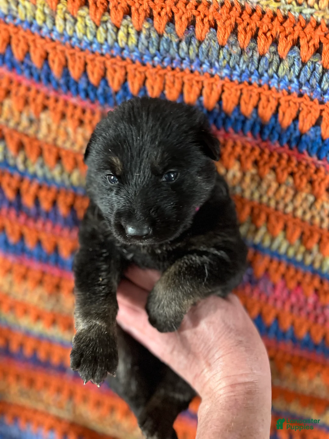 German Shepherd dogs for sale: German Shepherd Puppy 3 - Ad 11