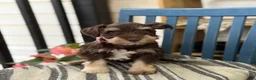 Miniature Schnauzer dogs for sale: Sophie - Ad 3