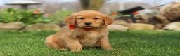 Golden Retriever dogs for sale: Rusty - Ad 4