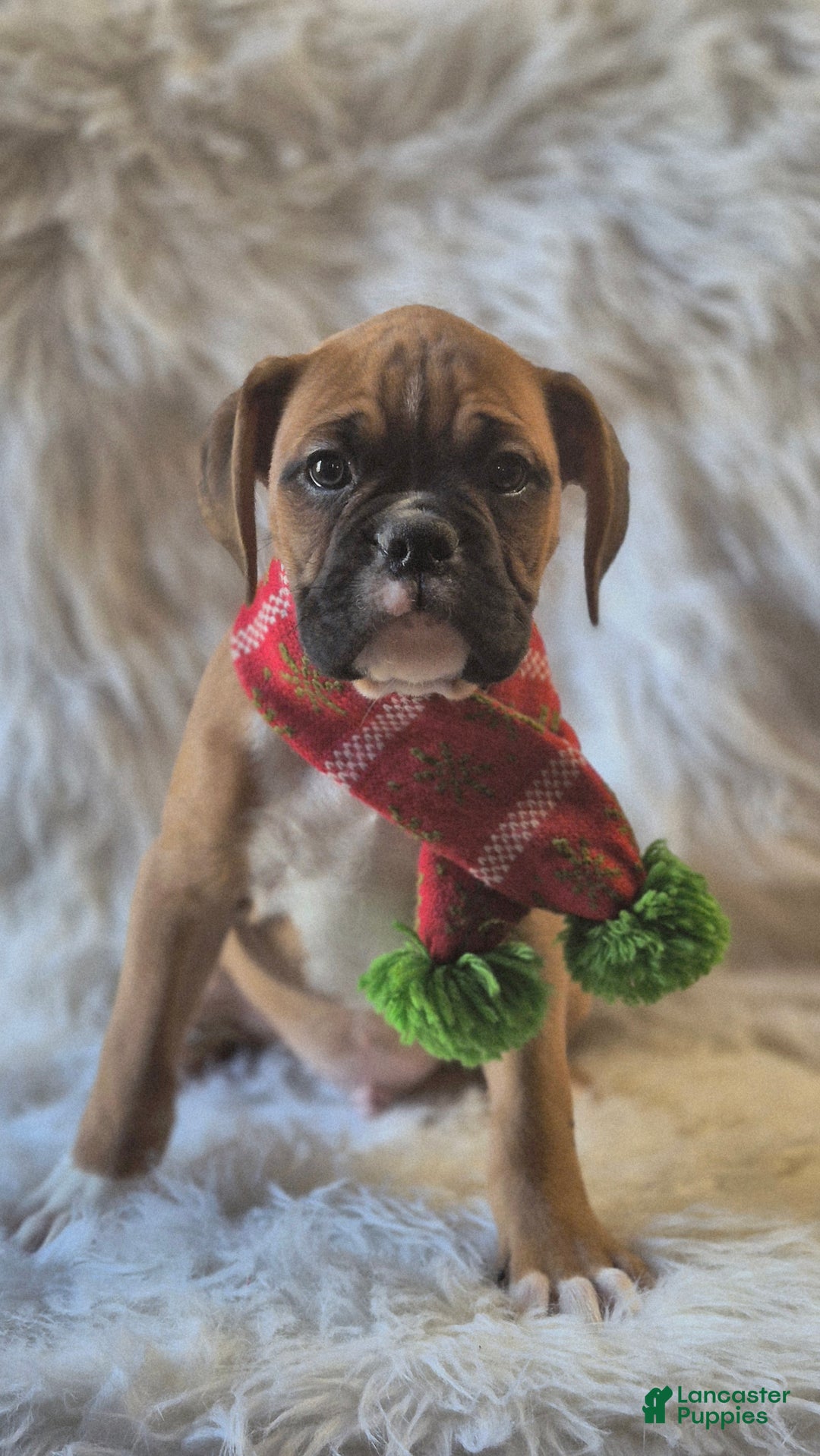 Boxer dogs for sale: Benson  - Ad 3