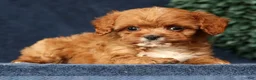 Cavapoo dogs for sale: Iris - Ad 4