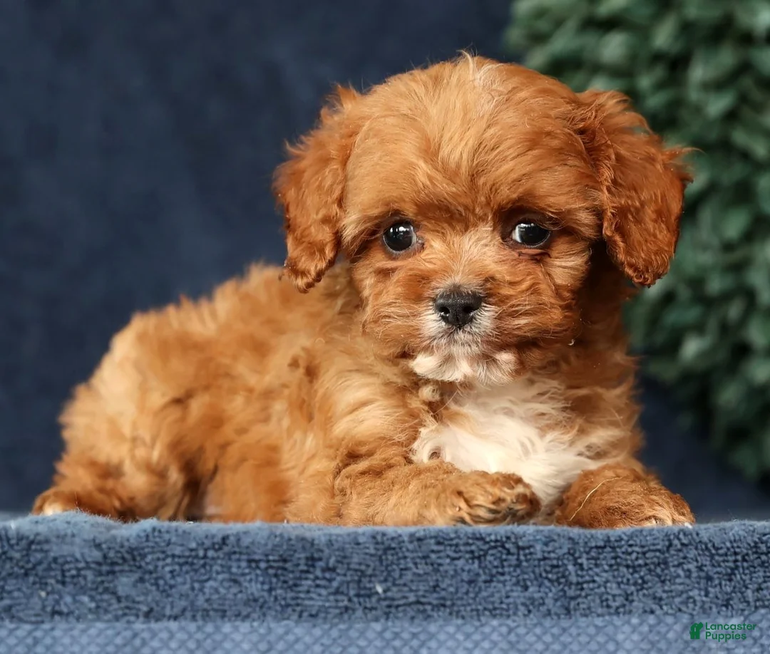 Cavapoo dogs for sale: Iris - Ad 4