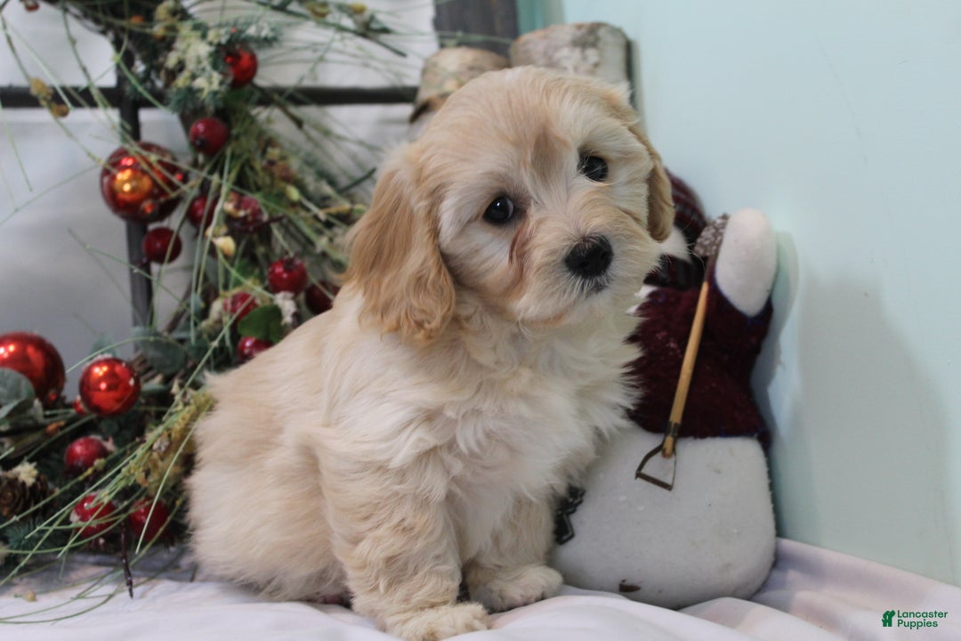 Cavachon dogs for sale: Ruby - Ad 9