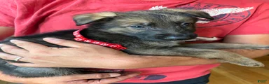 German Shepherd 
