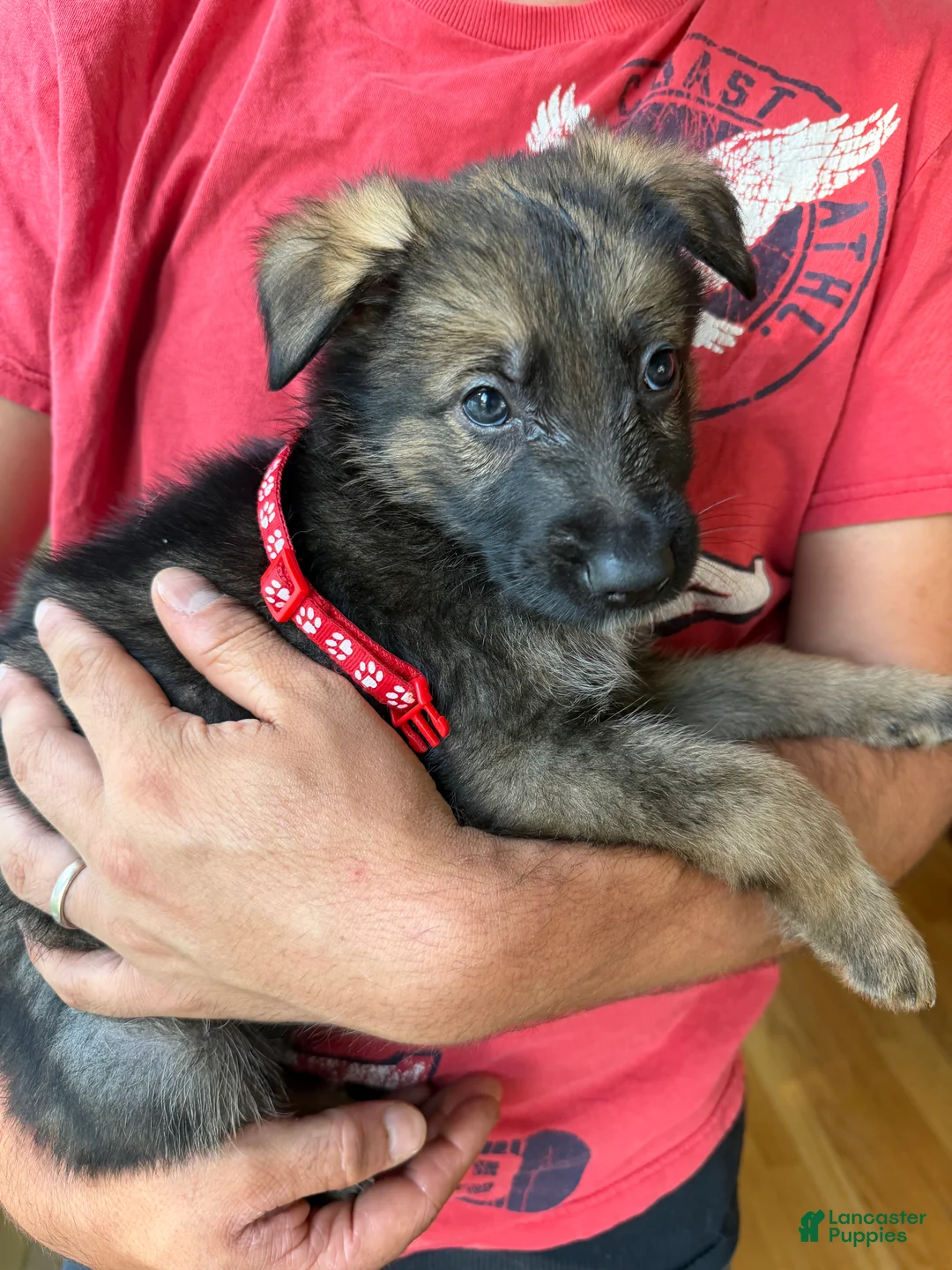 German Shepherd dogs for sale: German Shepherd  - Ad 1