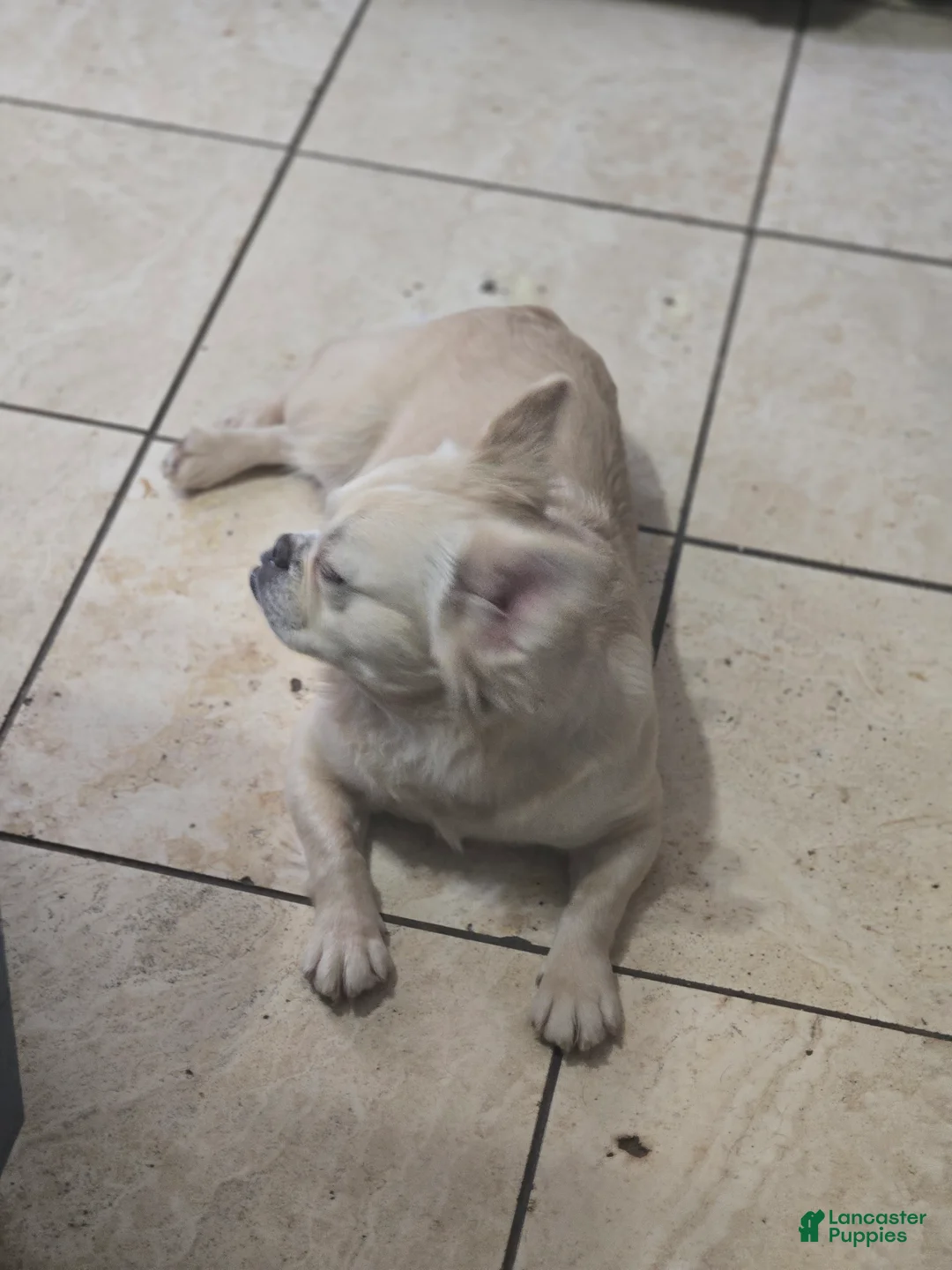 French Bulldog dogs for sale: French Bulldog Puppy 1 - Ad 2