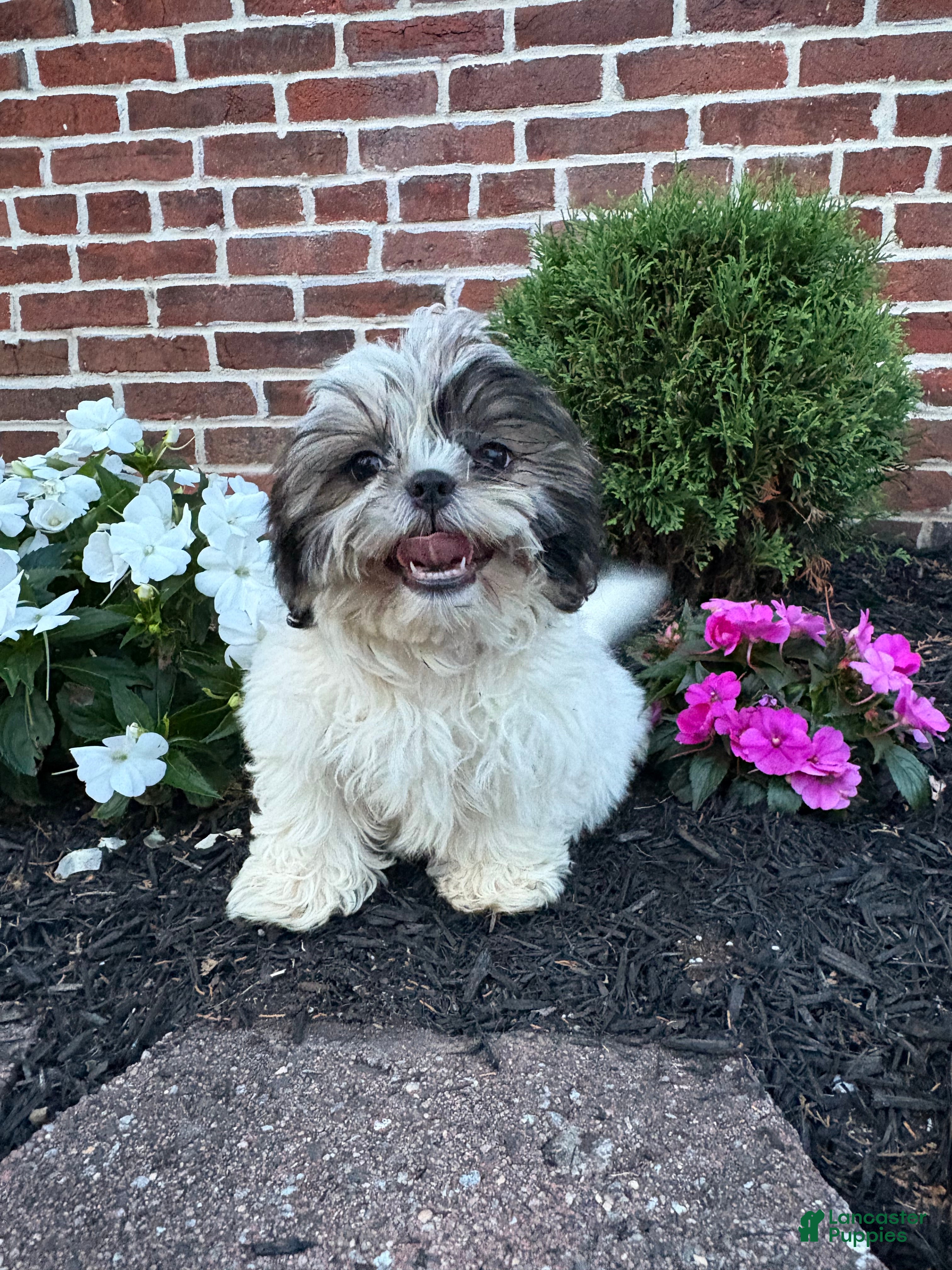 Shih Tzu dogs Annie - Ad 1