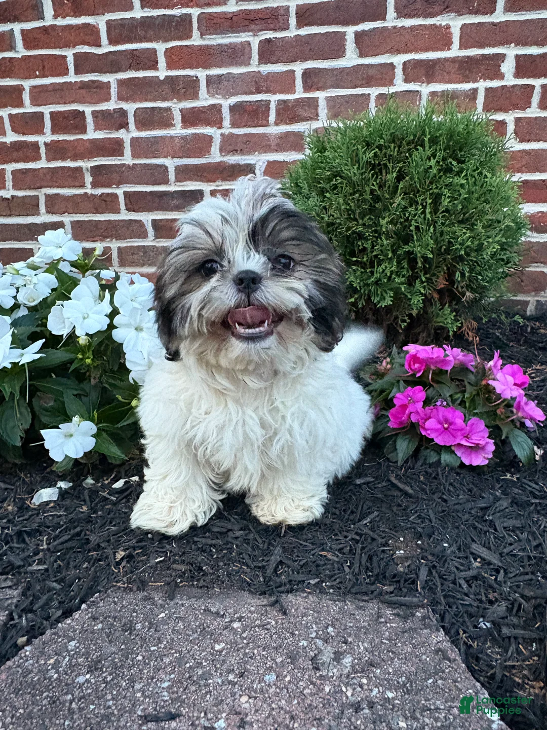Shih Tzu dogs for sale: Annie - Ad 1
