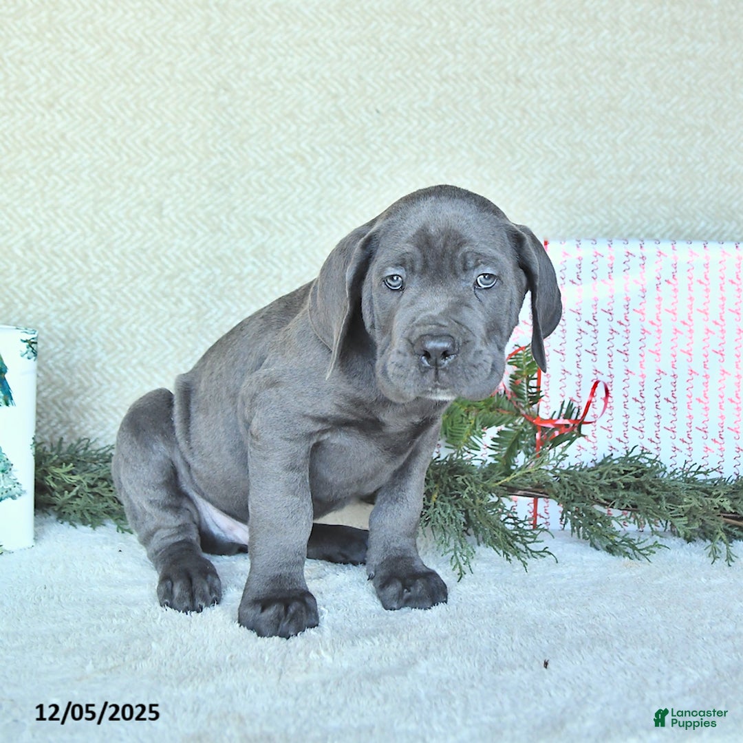 Cane Corso dogs for sale: Zane - Ad 5