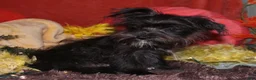 Morkie dogs for sale: Frank - Ad 11