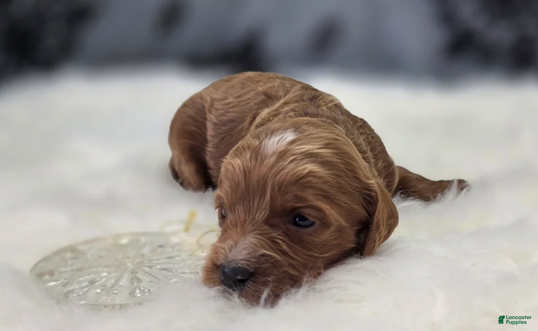 Cavapoo dogs for sale: Iceberg - Ad 3